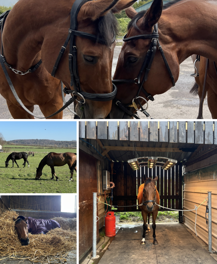 Downlands Equestrian