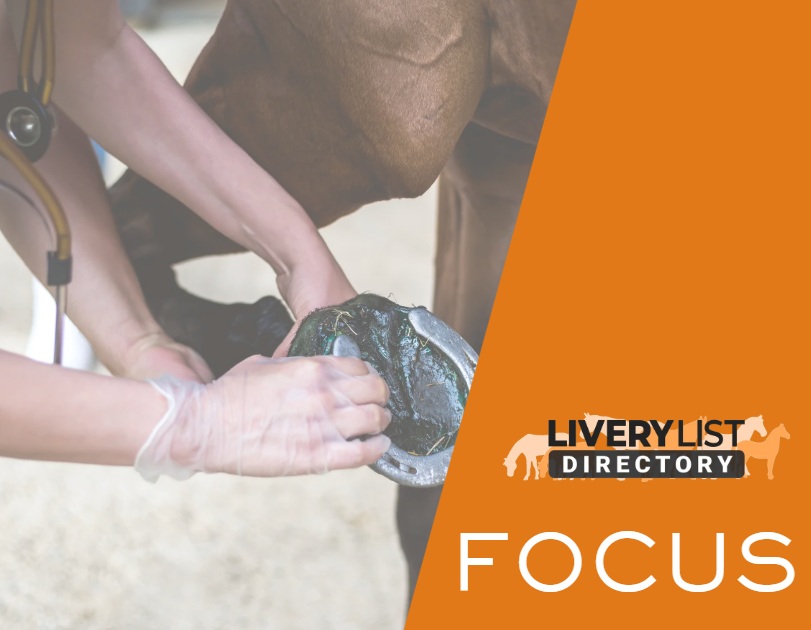 Beyond the Yard: Why Every Equestrian Household Needs a Trusted Emergency Vet Contact