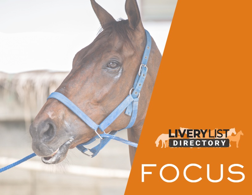 From the Track to the Paddock: What Happens to Racehorses After Retirement