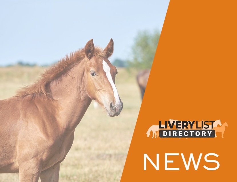 Warm Weather Linked to Higher Parasite Risk, Horse Owners Urged to Consider Worm Egg Count Testing