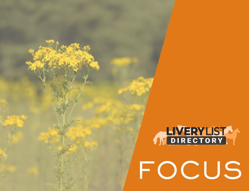Ragwort: Separating Fact from Fiction in the Debate Over One of Britain’s Most Misunderstood Plants