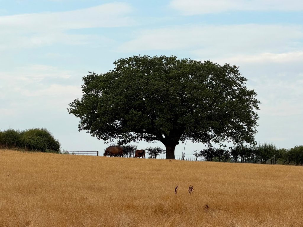 Beyond the Bit Equestrian