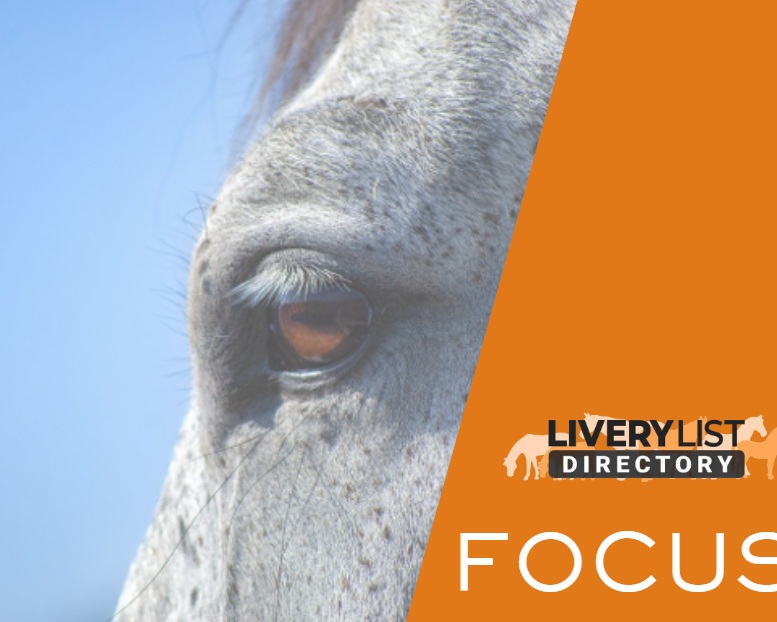 What Equine-Assisted Therapy Actually Involves