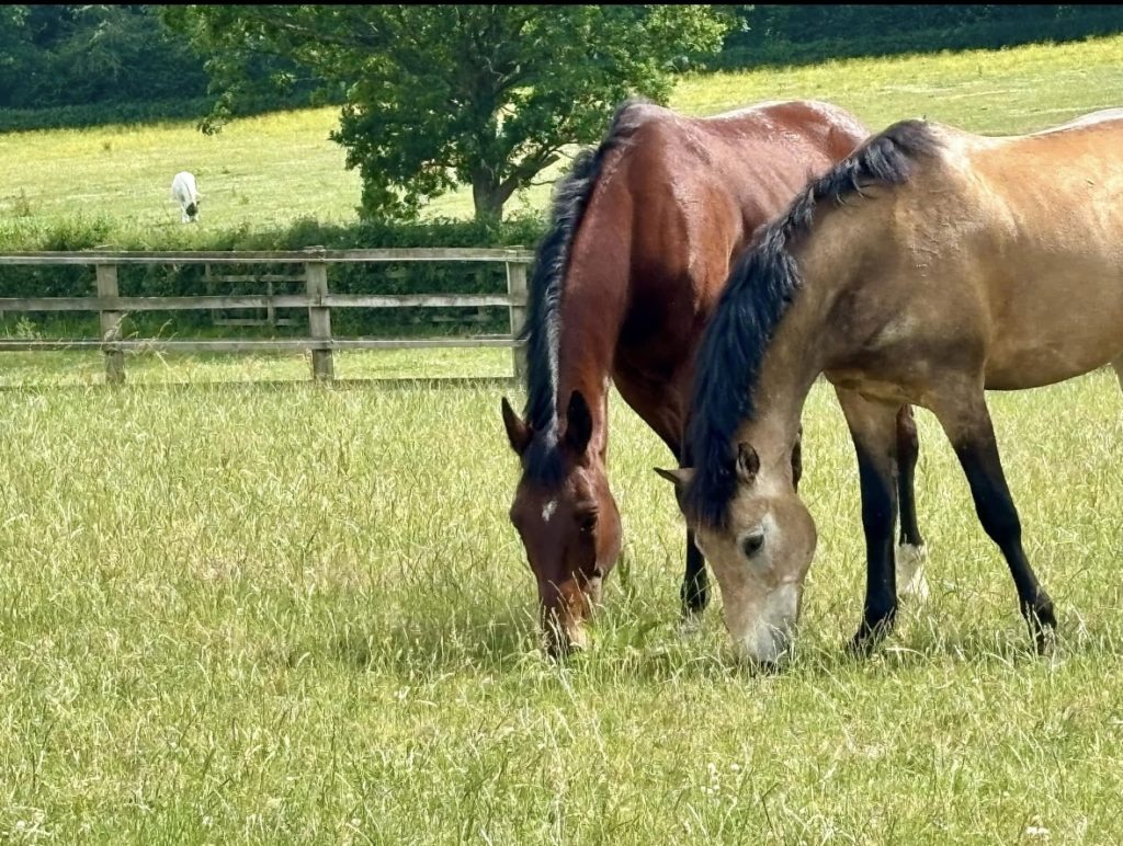 Areion Equestrian