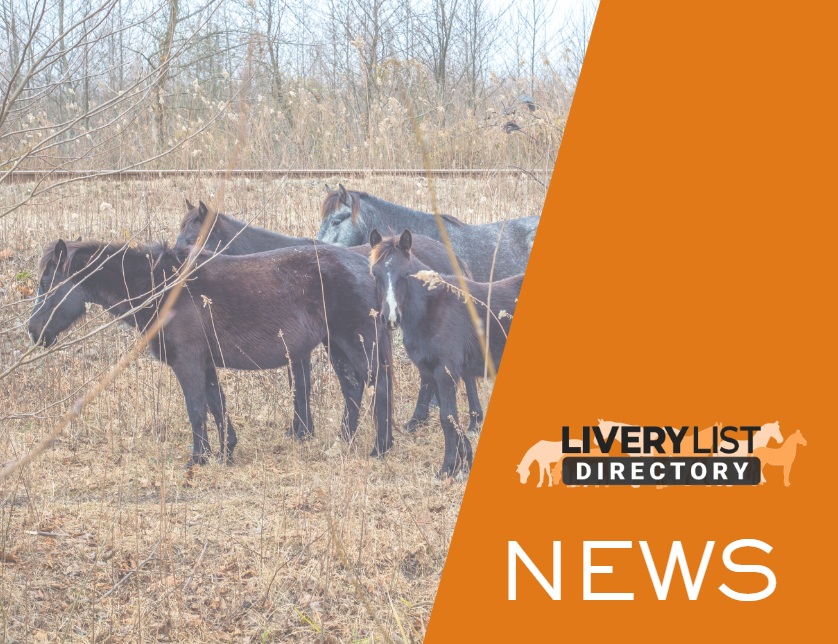 Equine Rescue Sector Under Growing Pressure as Demand Rises and Capacity Falls
